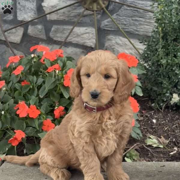 Heaven, Goldendoodle Puppy