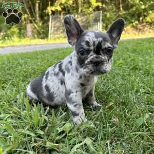 Bella, French Bulldog Puppy