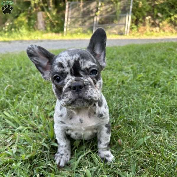 Bella, French Bulldog Puppy