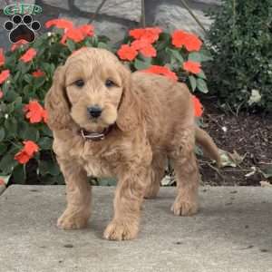 Heaven, Goldendoodle Puppy