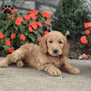 Heaven, Goldendoodle Puppy