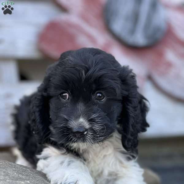 Simba, Cockapoo Puppy