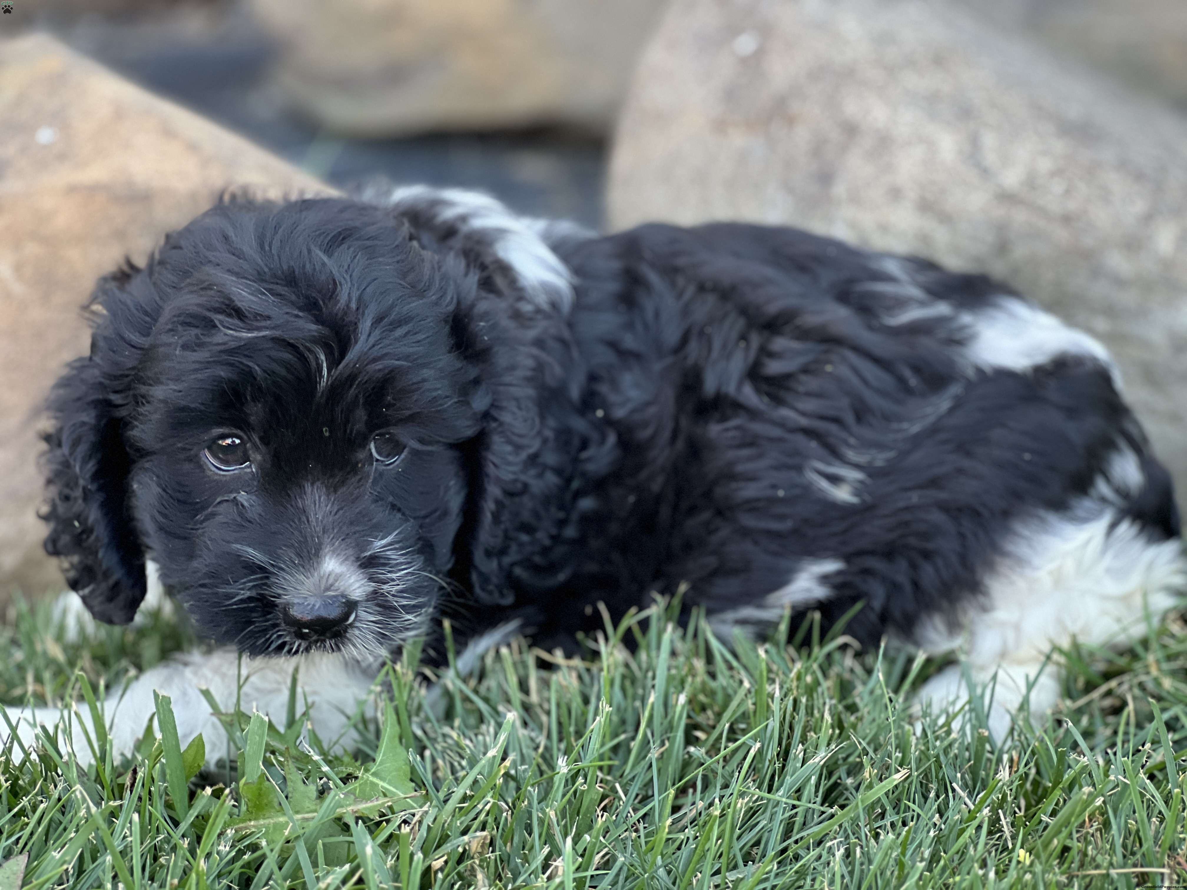 Simba - Cockapoo Puppy For Sale in New York