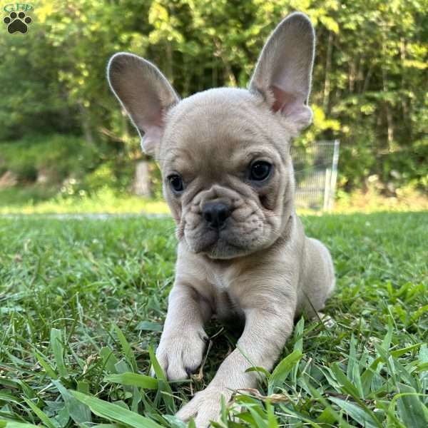 Charlie, French Bulldog Puppy