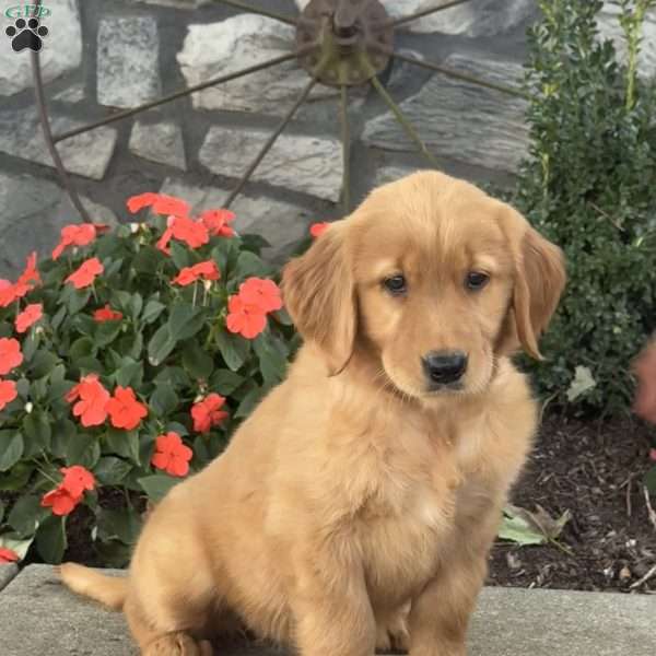 Dolly, Golden Retriever Puppy