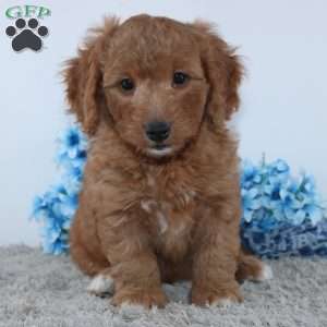 Royal, Mini Goldendoodle Puppy