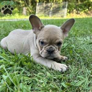 Charlie, French Bulldog Puppy
