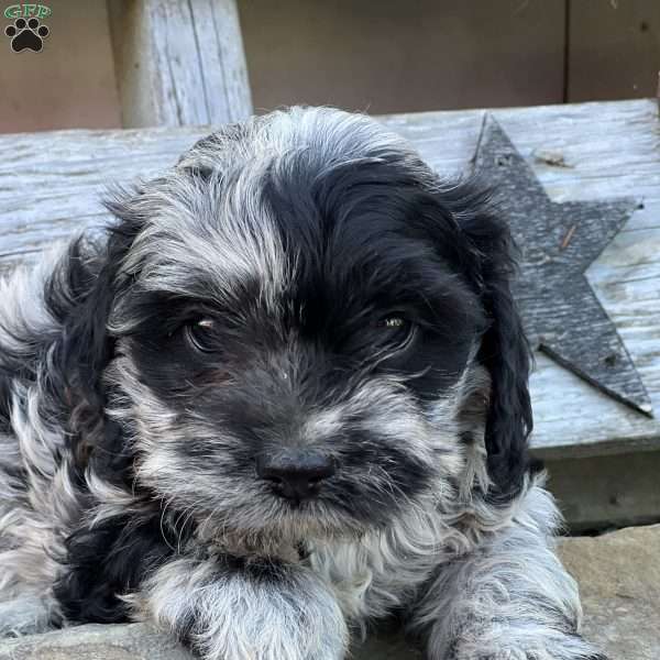 Speckles, Cockapoo Puppy