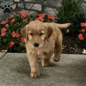 Dolly, Golden Retriever Puppy