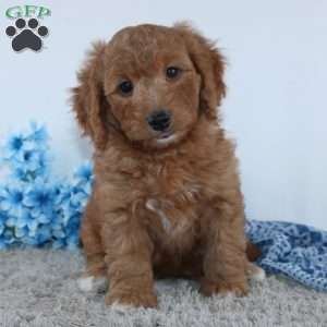 Royal, Mini Goldendoodle Puppy