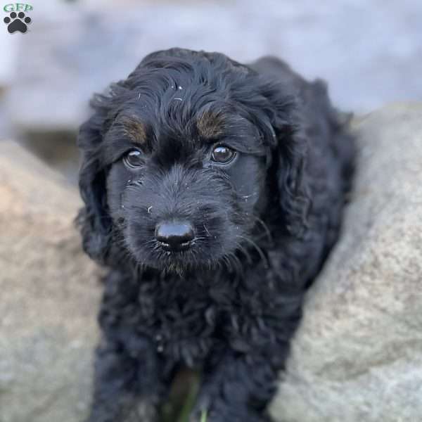 Smokey, Cockapoo Puppy