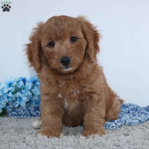 Royal, Mini Goldendoodle Puppy