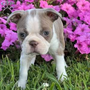 Sarah, Boston Terrier Puppy