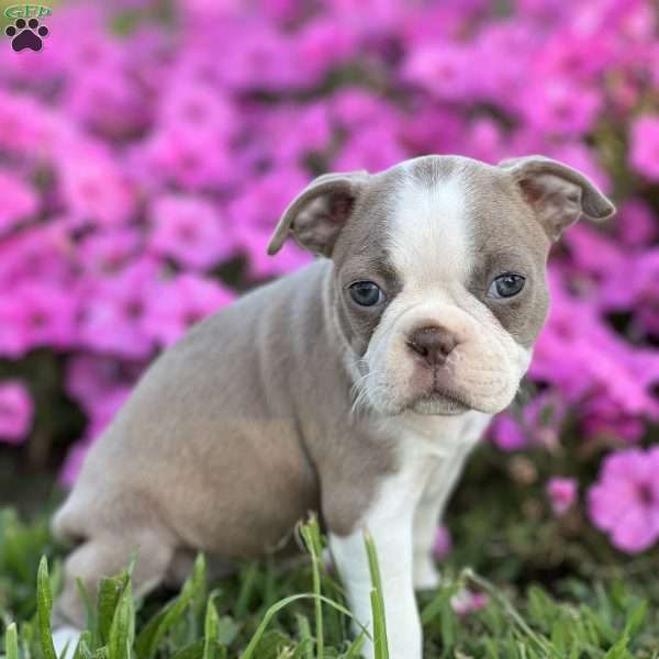 Sarah, Boston Terrier Puppy