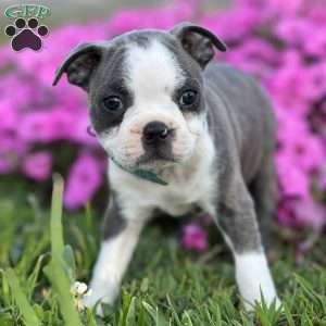 Susie, Boston Terrier Puppy