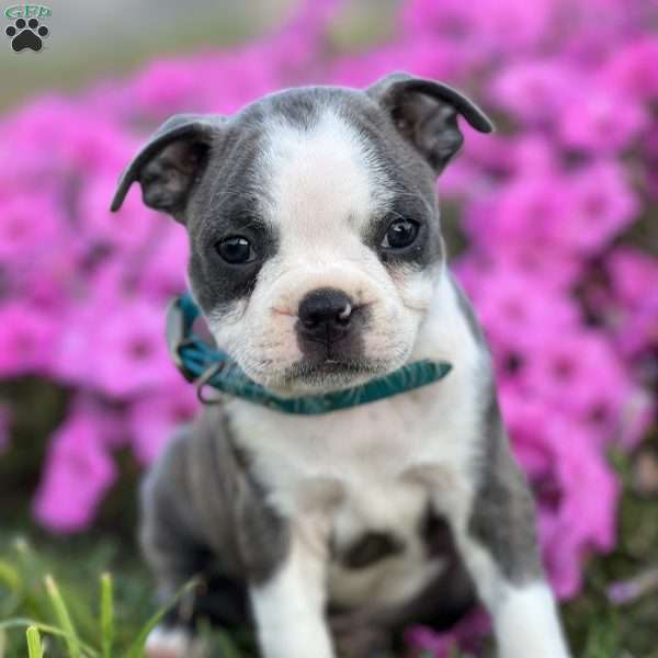Susie, Boston Terrier Puppy