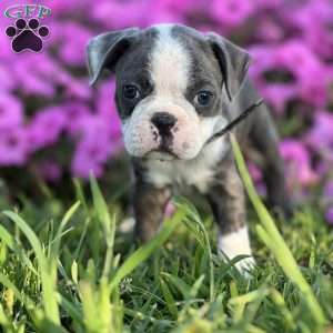 Sam, Boston Terrier Puppy