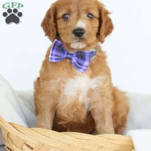 Pepper, Irish Doodle Puppy