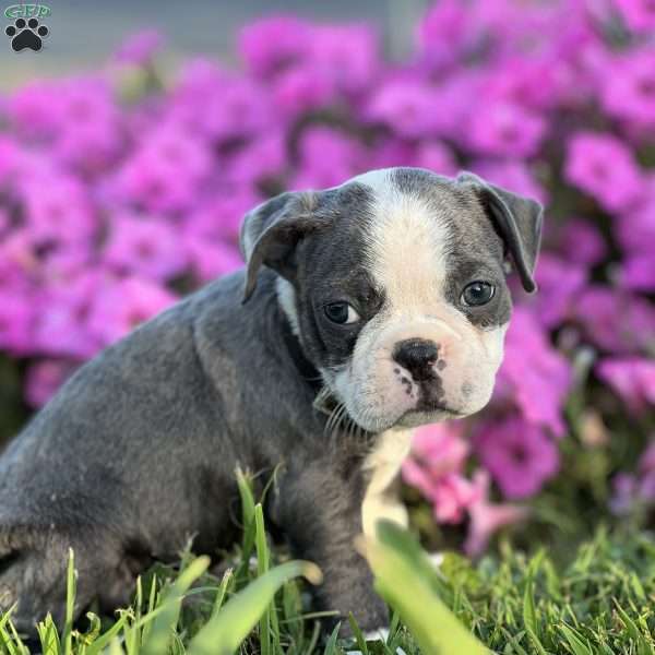 Sam, Boston Terrier Puppy