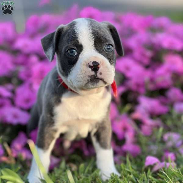 Sim, Boston Terrier Puppy