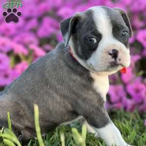 Sim, Boston Terrier Puppy