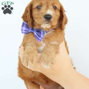 Pepper, Irish Doodle Puppy