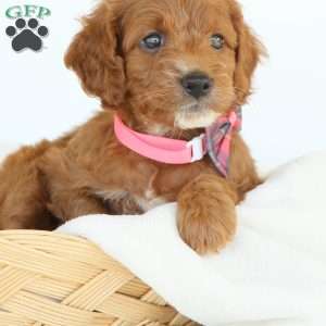 Paige, Irish Doodle Puppy
