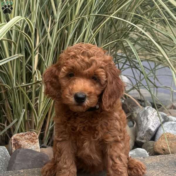 Gladys, Mini Whoodle Puppy
