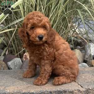 Gladys, Mini Whoodle Puppy