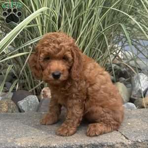 Gladys, Mini Whoodle Puppy
