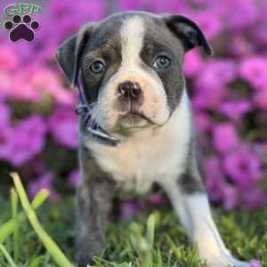 Steve, Boston Terrier Puppy