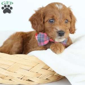 Paige, Irish Doodle Puppy