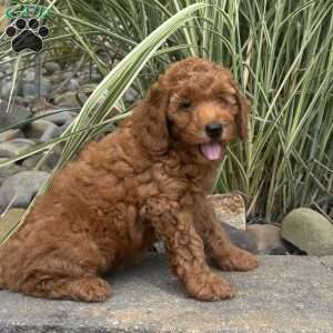 Gladys, Mini Whoodle Puppy