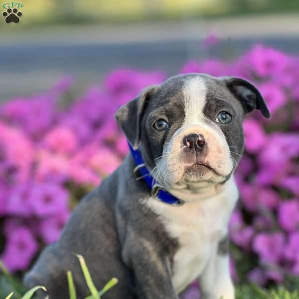 Steve, Boston Terrier Puppy