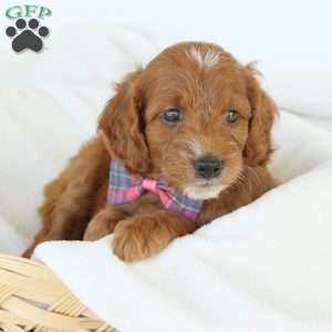 Paige, Irish Doodle Puppy