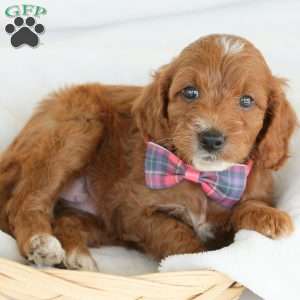 Paige, Irish Doodle Puppy