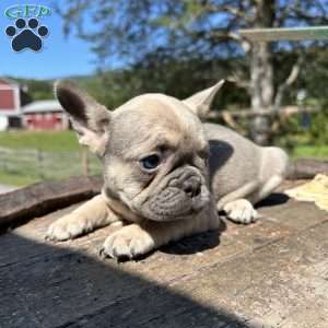 Clark, French Bulldog Puppy