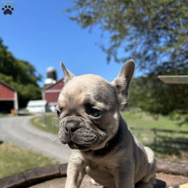Clark, French Bulldog Puppy