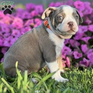 Seth, Boston Terrier Puppy