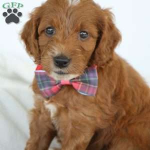 Paige, Irish Doodle Puppy