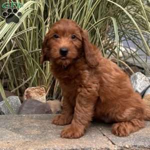 Matilda, Mini Whoodle Puppy