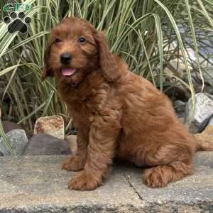 Matilda, Mini Whoodle Puppy