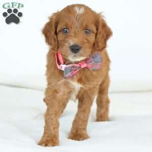 Paige, Irish Doodle Puppy