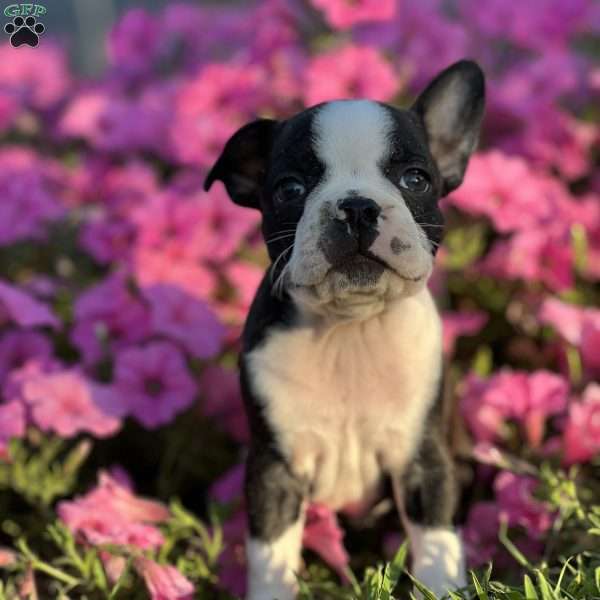 Rose, Boston Terrier Puppy