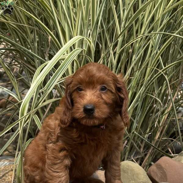 Matilda, Mini Whoodle Puppy