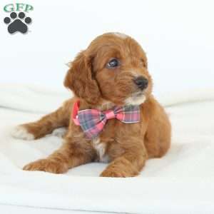 Paige, Irish Doodle Puppy
