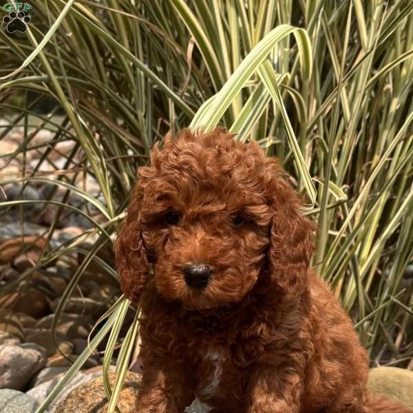 Nellie, Mini Whoodle Puppy
