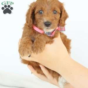 Paige, Irish Doodle Puppy