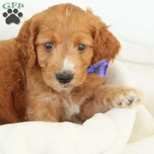 Pepper, Irish Doodle Puppy