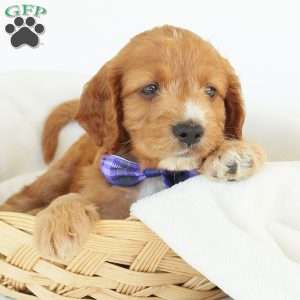 Pepper, Irish Doodle Puppy